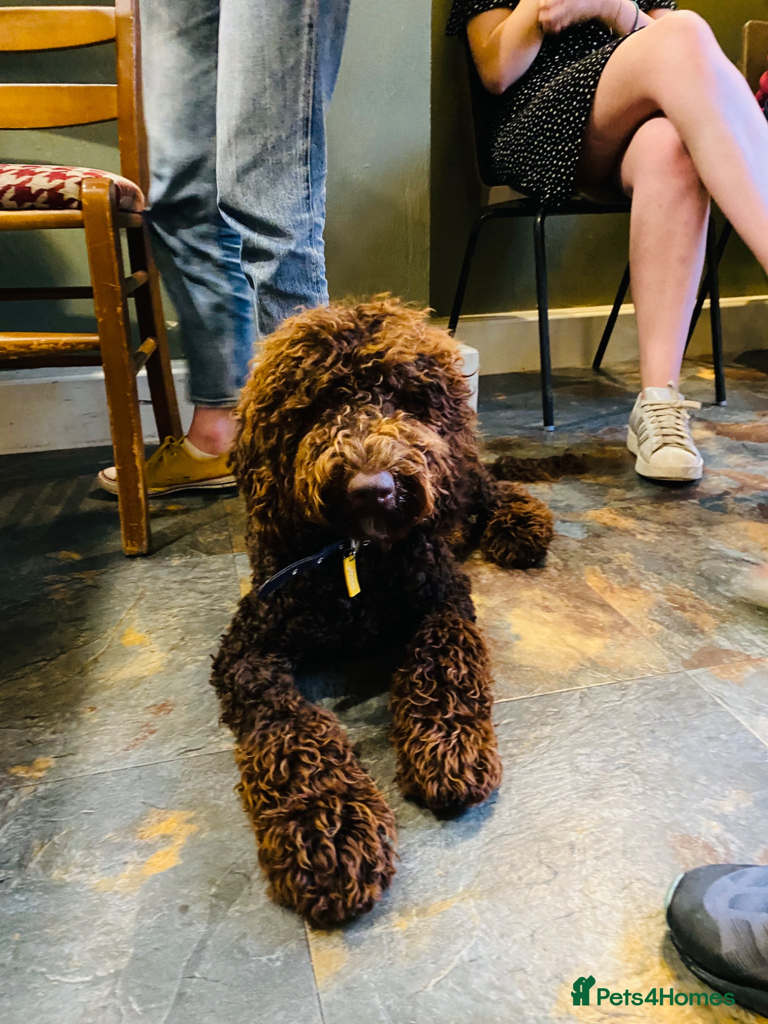 Poodle dogs Show Cockapoo F1 puppies due in 4 weeks  - Advert 3