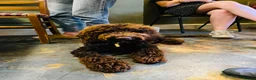 Poodle dogs for sale: Show Cockapoo F1 puppies due in 4 weeks  - Advert 1