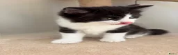 Mixed Breed cats for sale: 4 little kittens on sale in Chelmsford - Advert 13