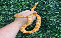 Corn Snake reptiles for sale: Corn snakes available at Viperia Exotics - Image 4