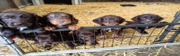 Sprocker dogs for sale: Working sprocker pups - Advert 12