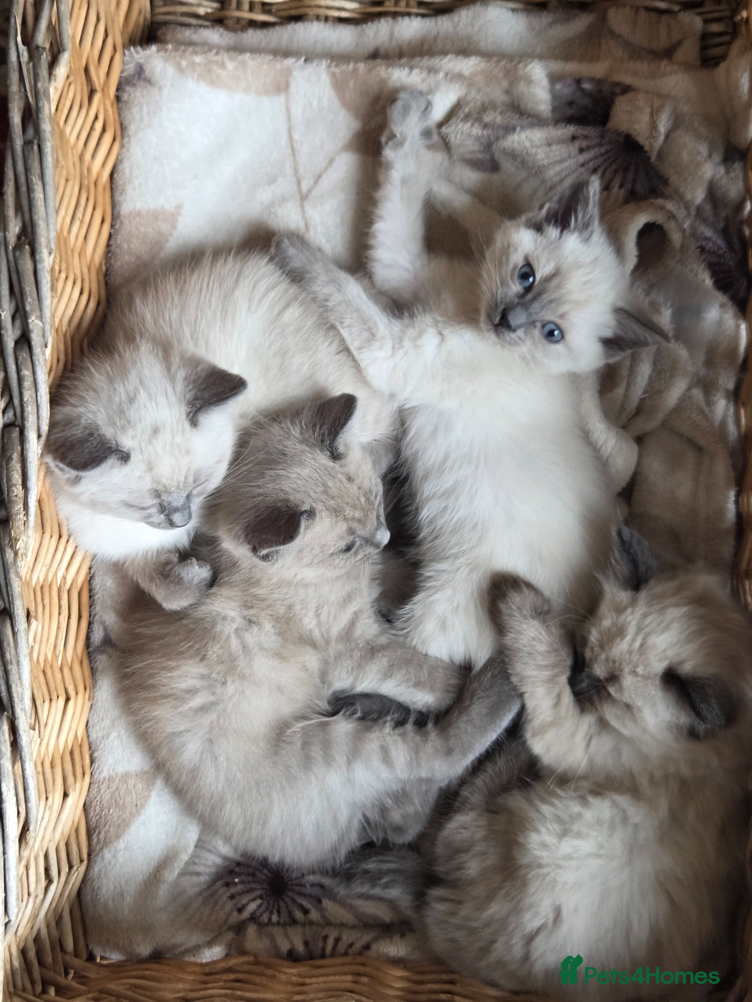 Ragdoll cats Gorgeous friendly Ragdoll kittens - Advert 18