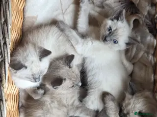 Ragdoll cats Gorgeous friendly Ragdoll kittens - Advert 1