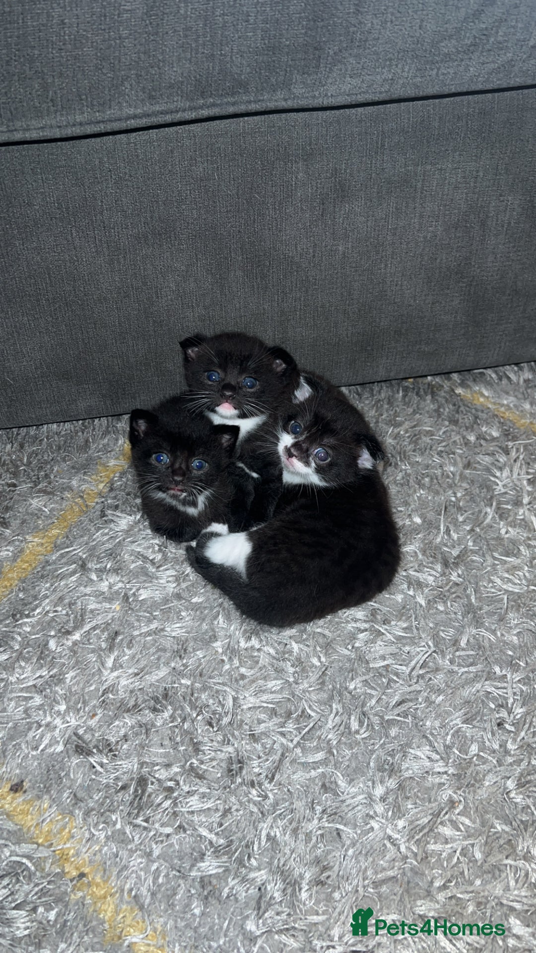 Scottish Fold cats for sale: Beautiful Scottish Fold Kittens  - Image 4