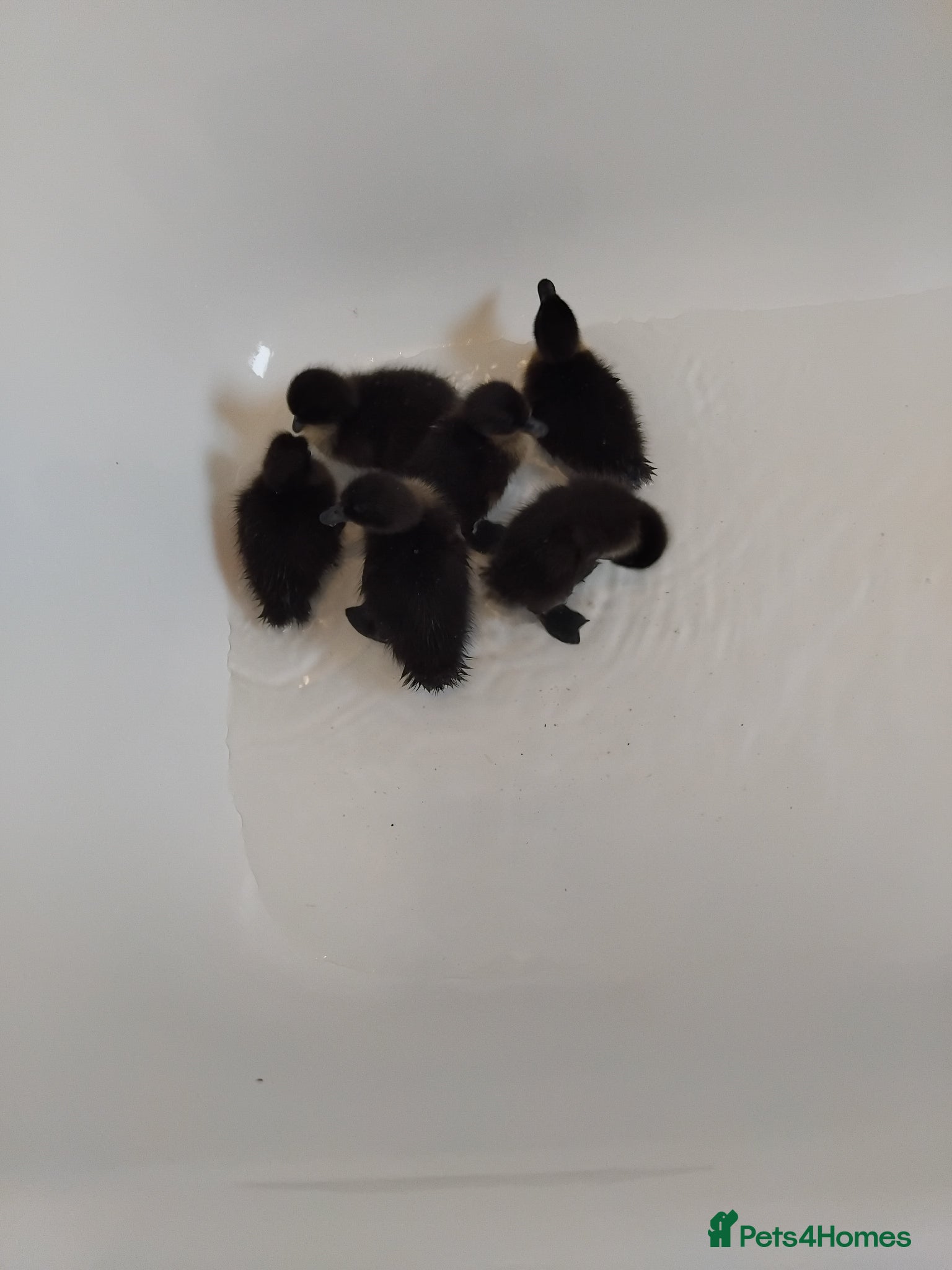 Ducks poultry Cayuga ducklings - Advert 8