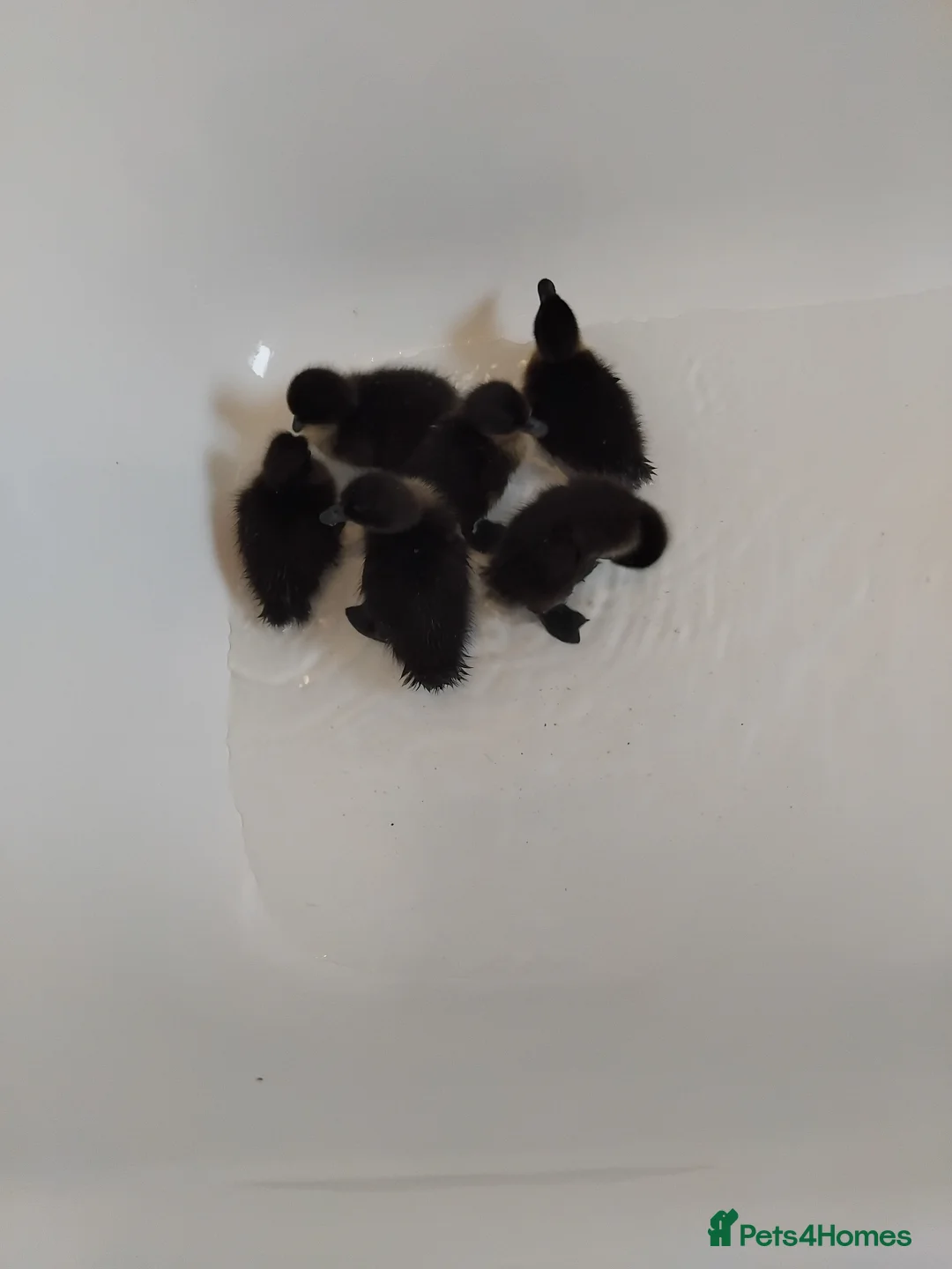 Ducks poultry for sale: Cayuga ducklings in Dumfries - Advert 1