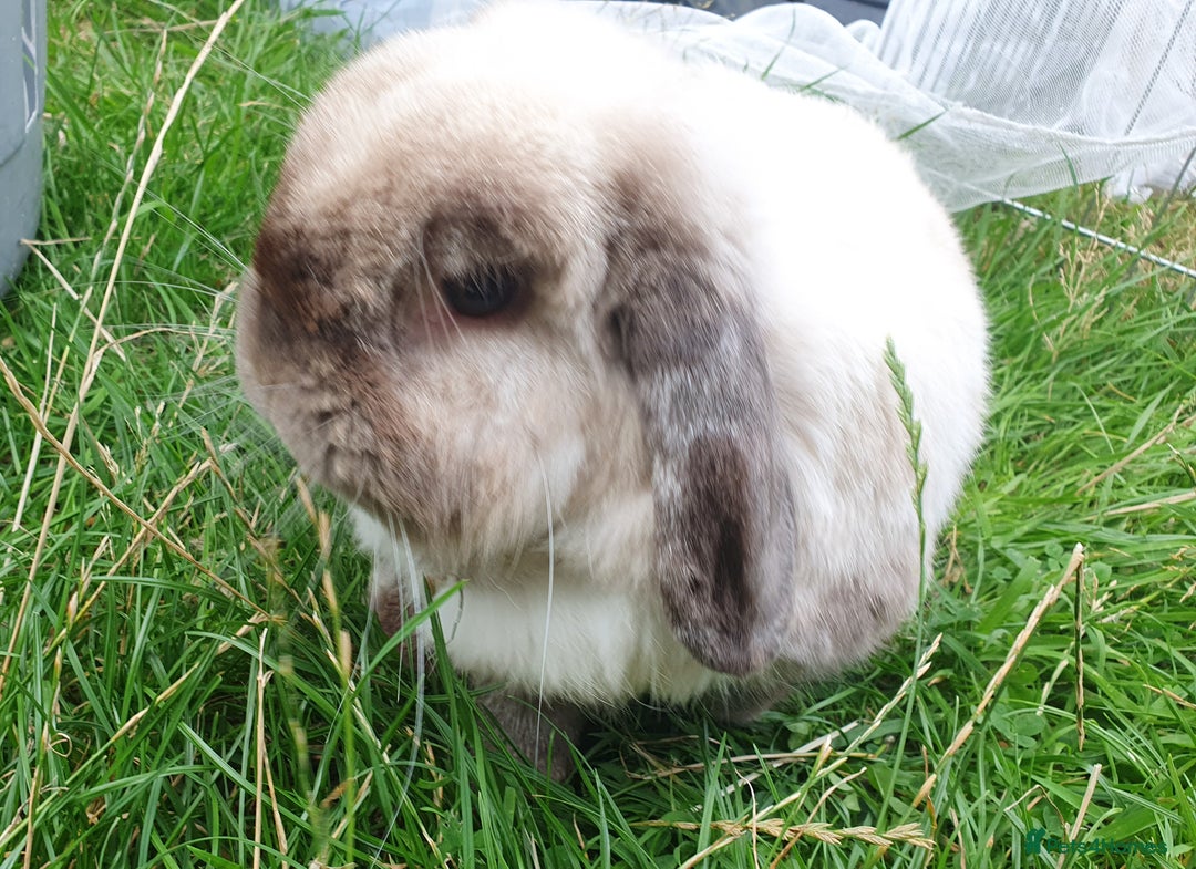 Dwarf Lop rabbits for sale: Spayed/neutered rabbits for adoption VAC Yurvac - Image 2