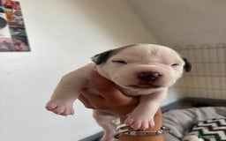 American Bulldog dogs for sale: American bulldogs - Image 20