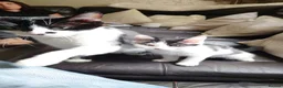 Mixed Breed cats for sale: Gorgeous baby girl ready for her new forever home  - Advert 2