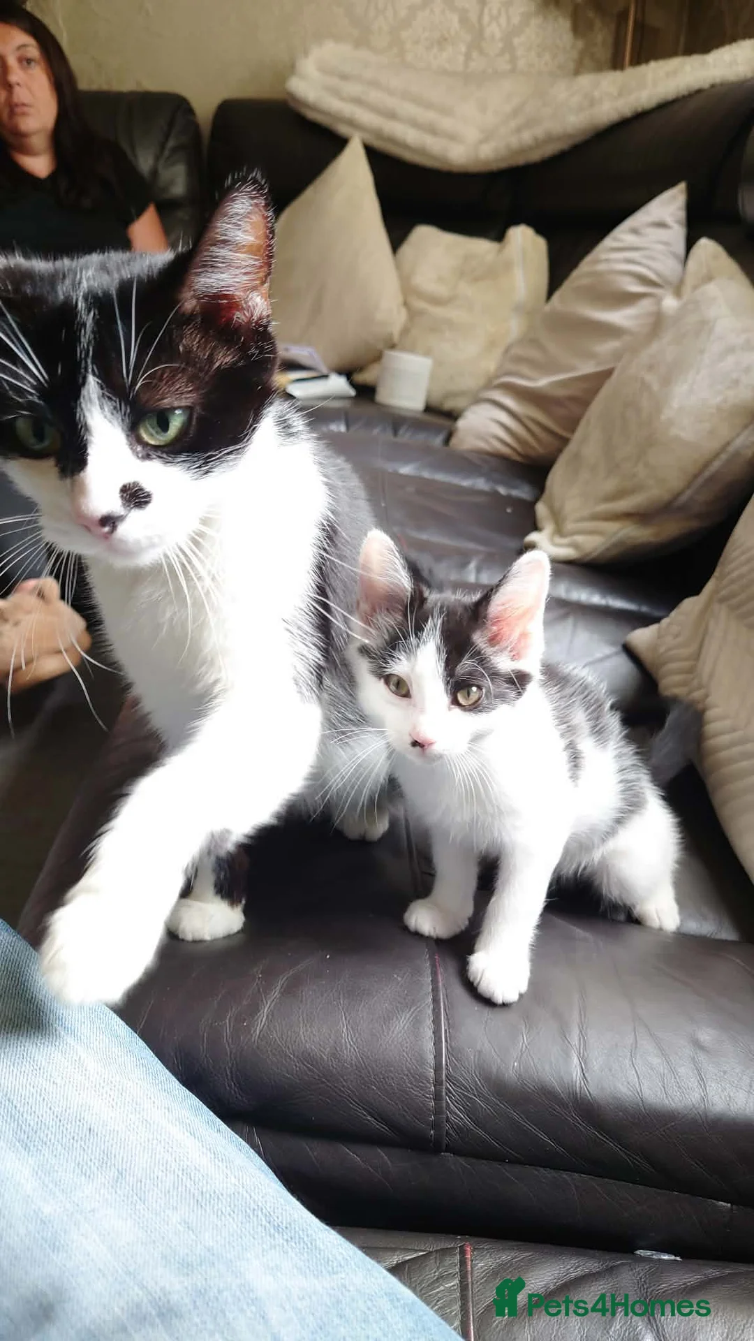 Mixed Breed cats for sale: Gorgeous baby girl ready for her new forever home  - Advert 2