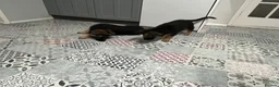 German Shepherd dogs for sale: Pure German Shepherd puppies  - Advert 9