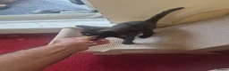 Mixed Breed cats for sale: Cute kitten - Advert 3