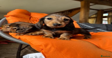 Dachshund dogs - Advert 2