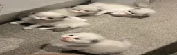 Ragdoll cats for sale: 2 Seal Bicolor Ragdoll Kitten for sale - Advert 3