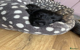 Mixed Breed dogs for sale: F1 Borderpoos - Image 8