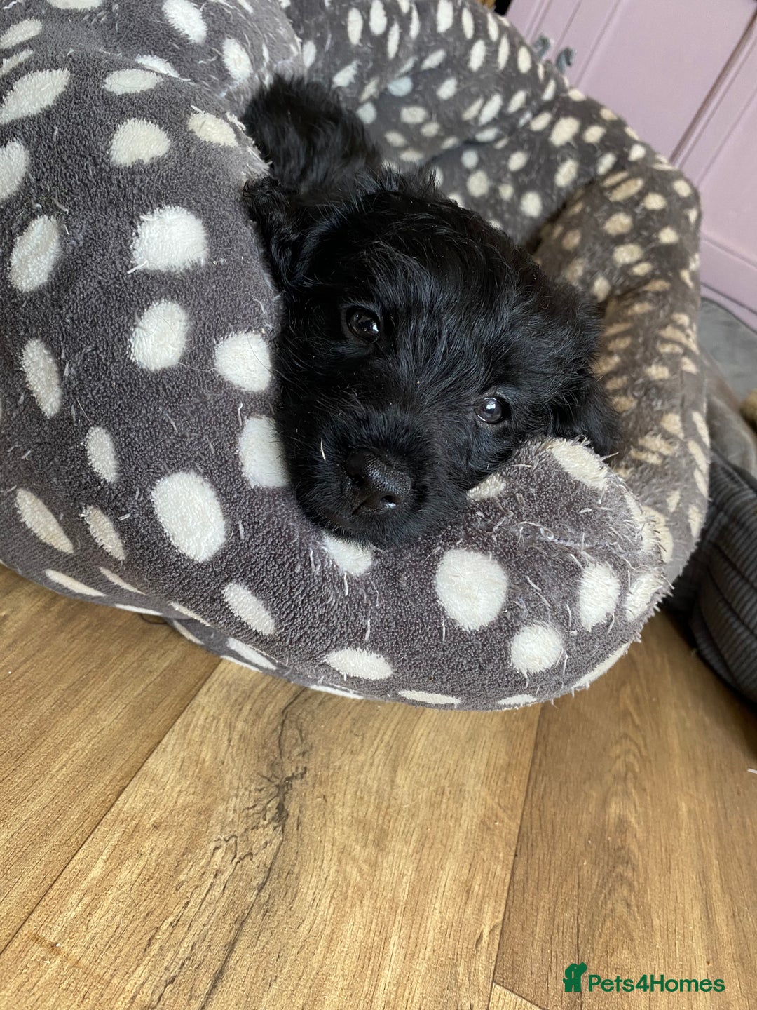 Mixed Breed dogs for sale: F1 Borderpoos - Image 8