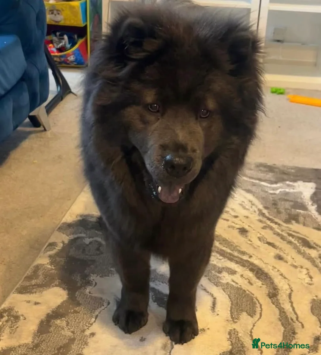 Chow Chow dogs for sale: OUTSTANDING chow chow litter  in Kidderminster - Advert 7