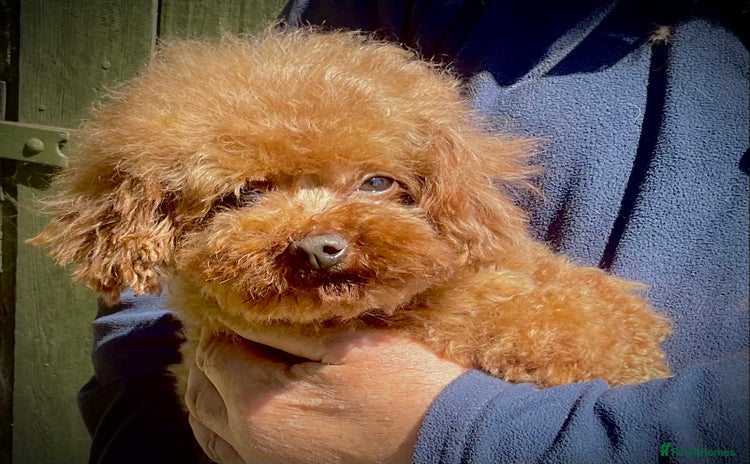 Toy Poodle dogs - Advert 15