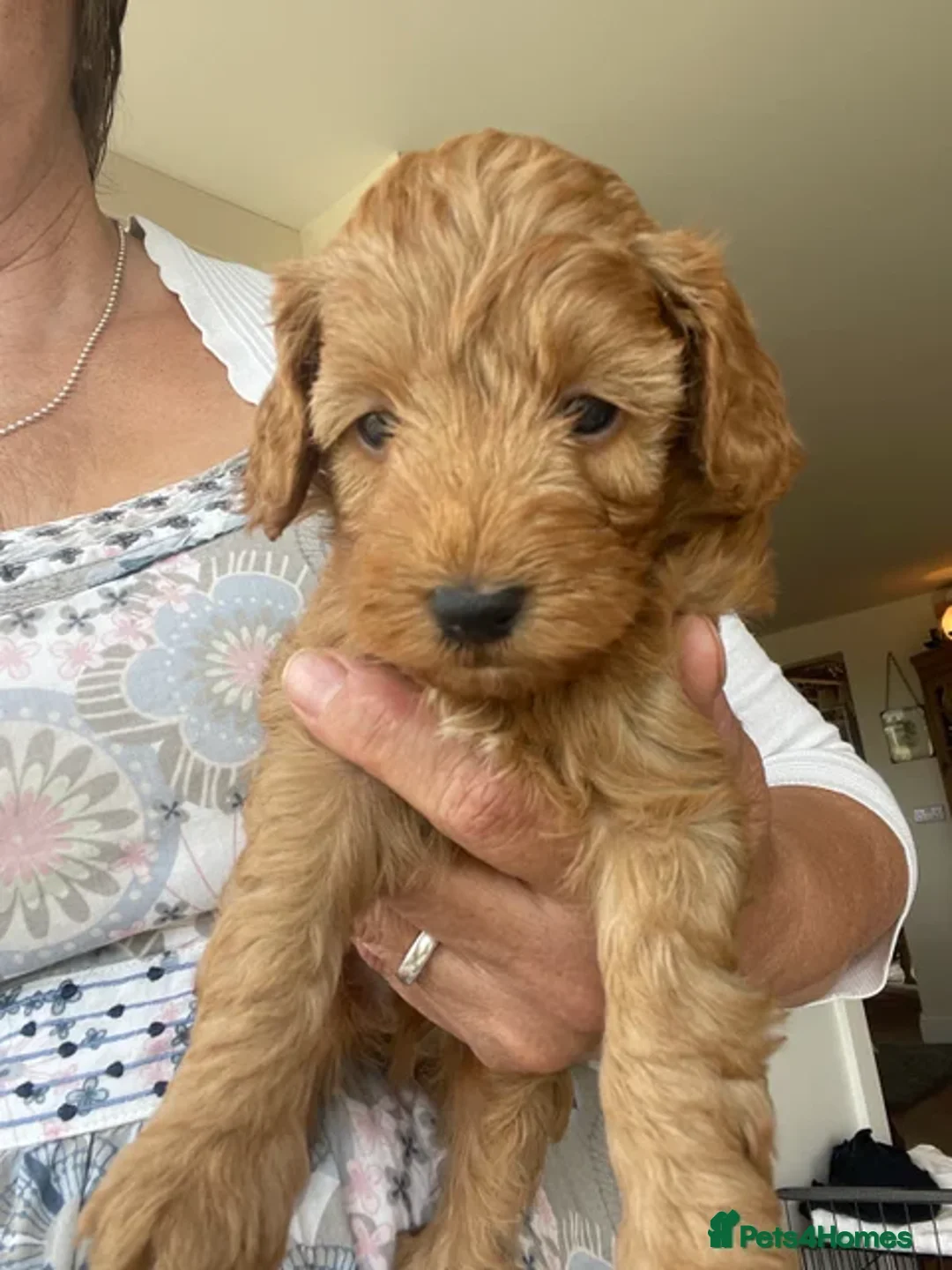 Cockapoo dogs for sale:  Teddy Bear type Cockapoos. - Image 14