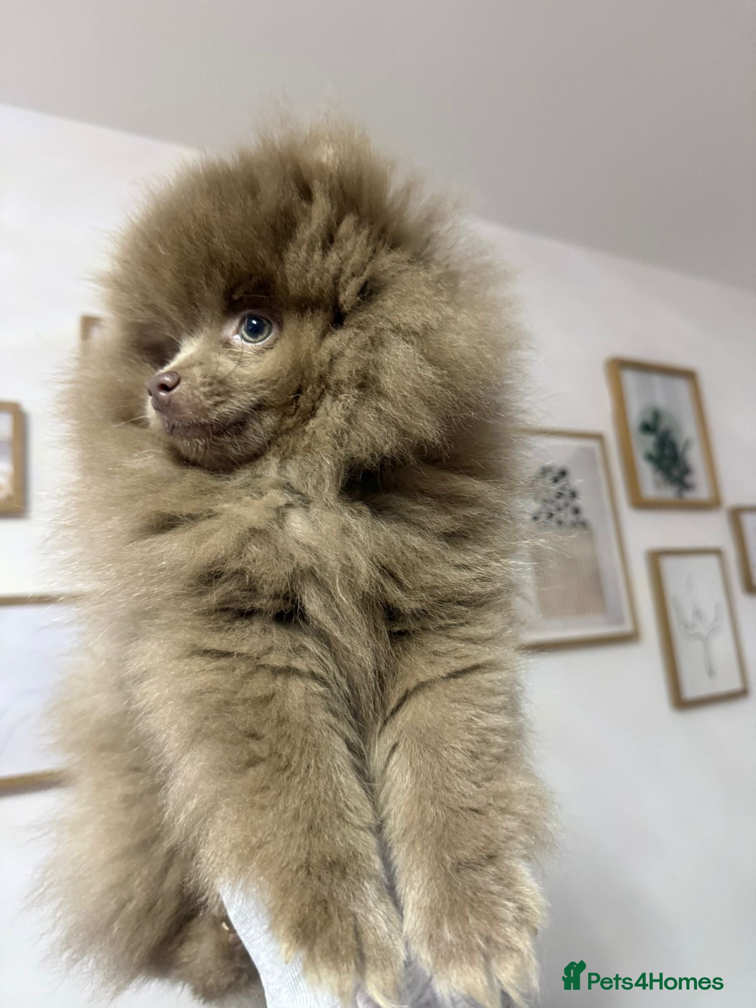 Pomeranian dogs 🧸 Dream Teddy Bear  - Advert 2