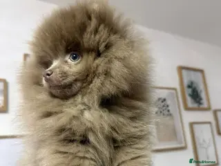 Pomeranian dogs 🧸 Dream Teddy Bear - Advert 2