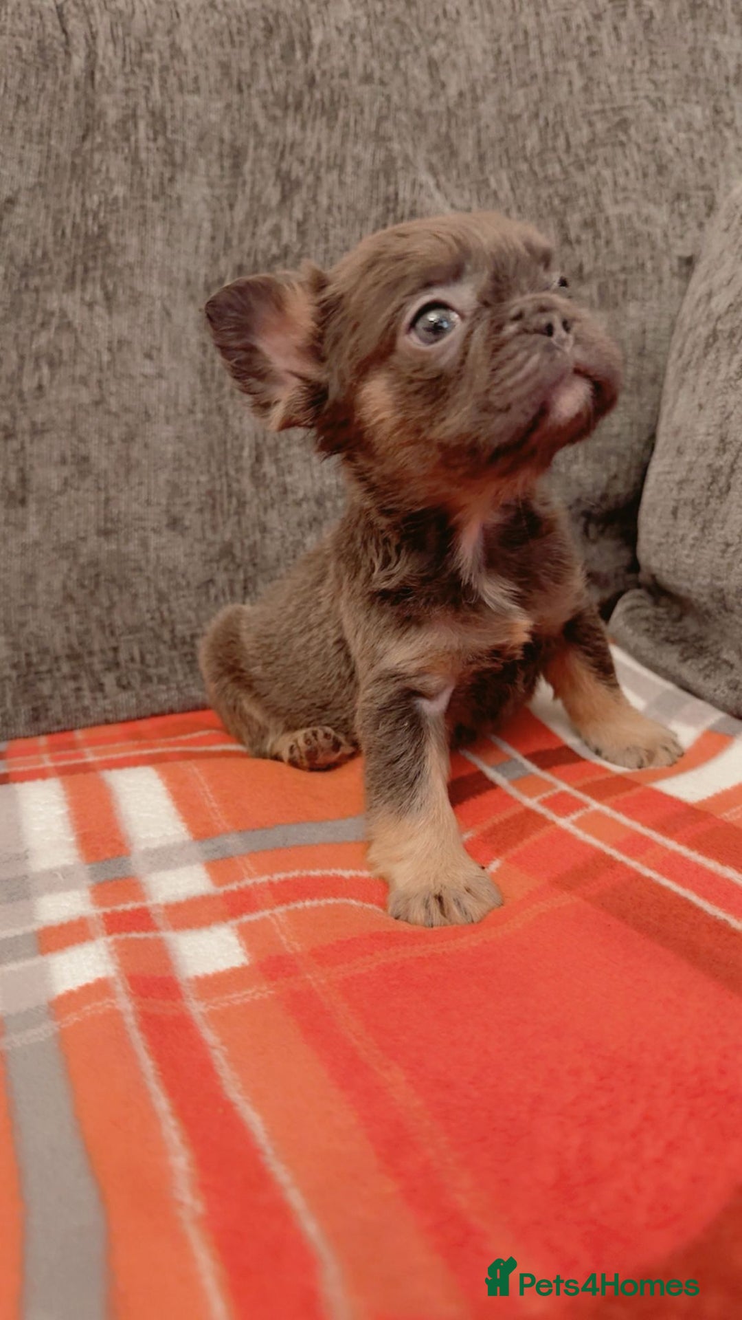 French Bulldog dogs for sale: Full fluffy French bulldogs Pink  - Advert 12