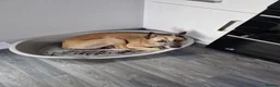 Whippet dogs for sale: Beautiful 3 year old boy needs forever home - Advert 12