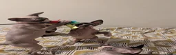 Sphynx cats for sale: *PEDIGREE SPHYNX* TICA REGISTERED *DNA HCM4 CLEAR* - Advert 16