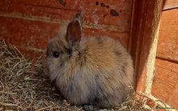 Lionhead rabbits for sale: Lion heads in Wigan - Image 29