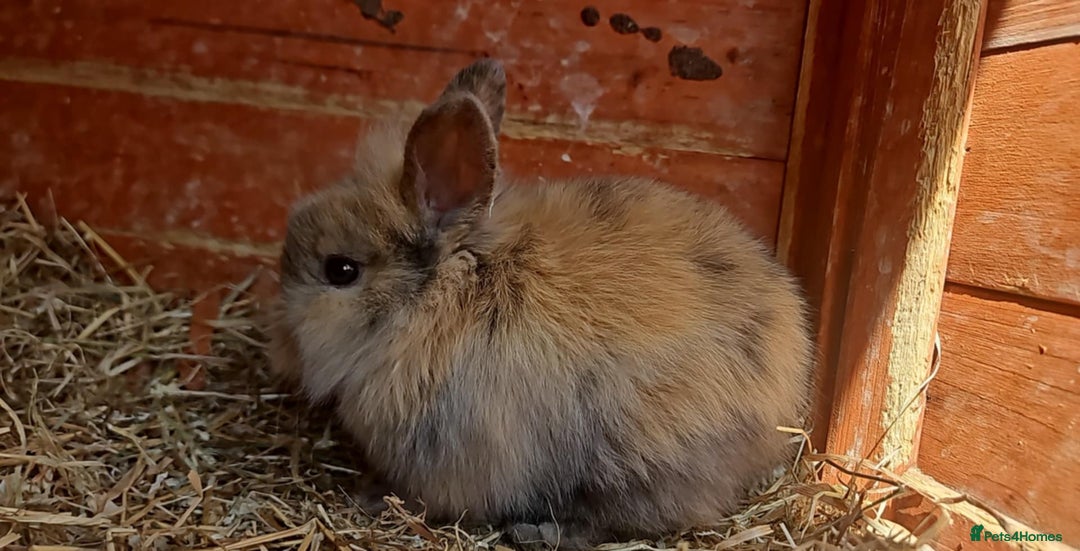 Lionhead rabbits for sale: Lion heads in Wigan - Image 29