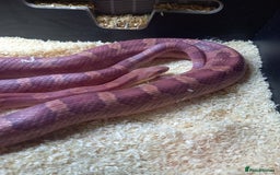 Corn Snake reptiles for sale: Cornsnake for sale  - Image 2