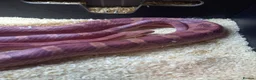 Corn Snake reptiles for sale: Cornsnake for sale  - Advert 2