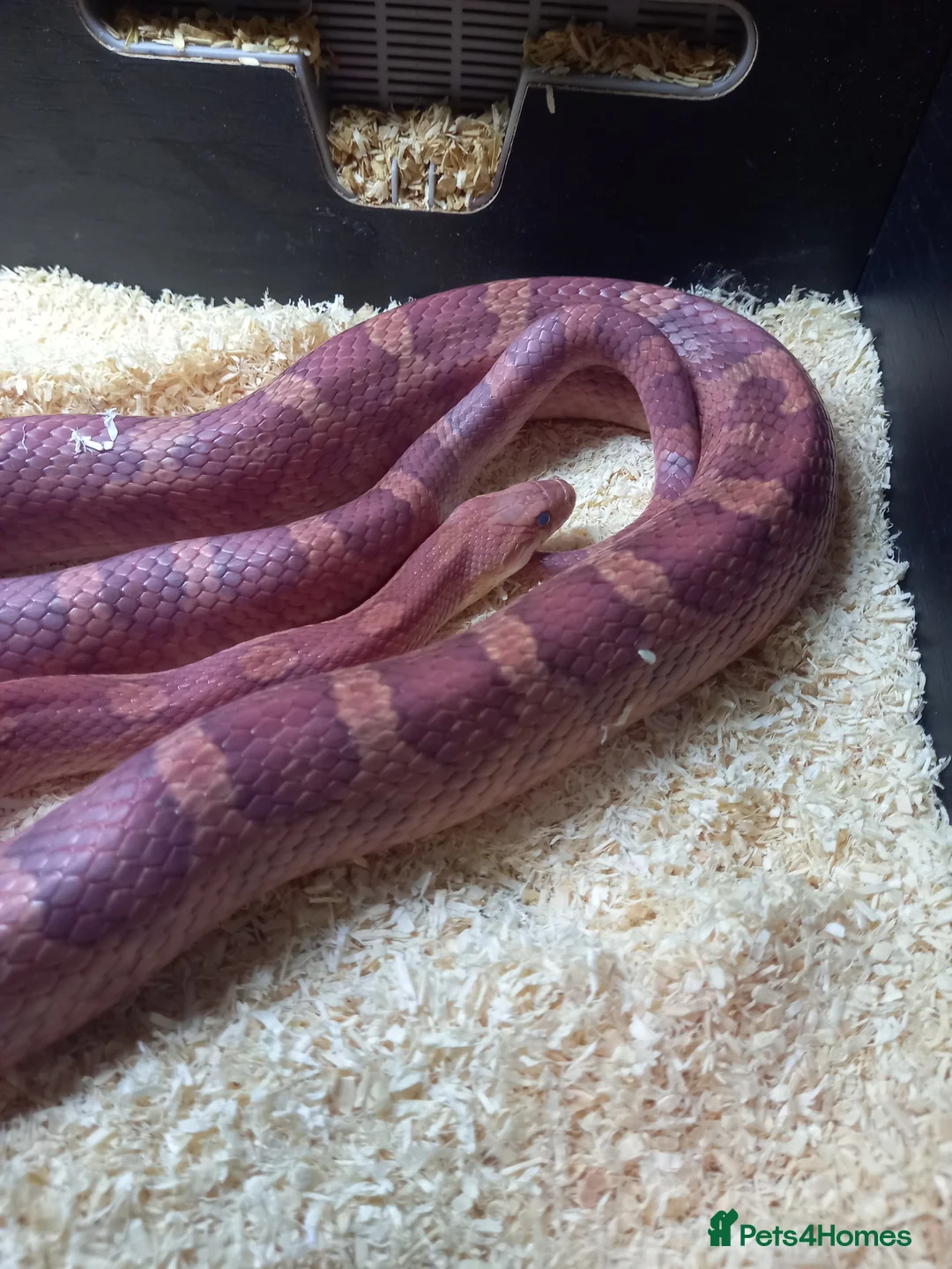 Corn Snake reptiles for sale: Cornsnake for sale  - Advert 2