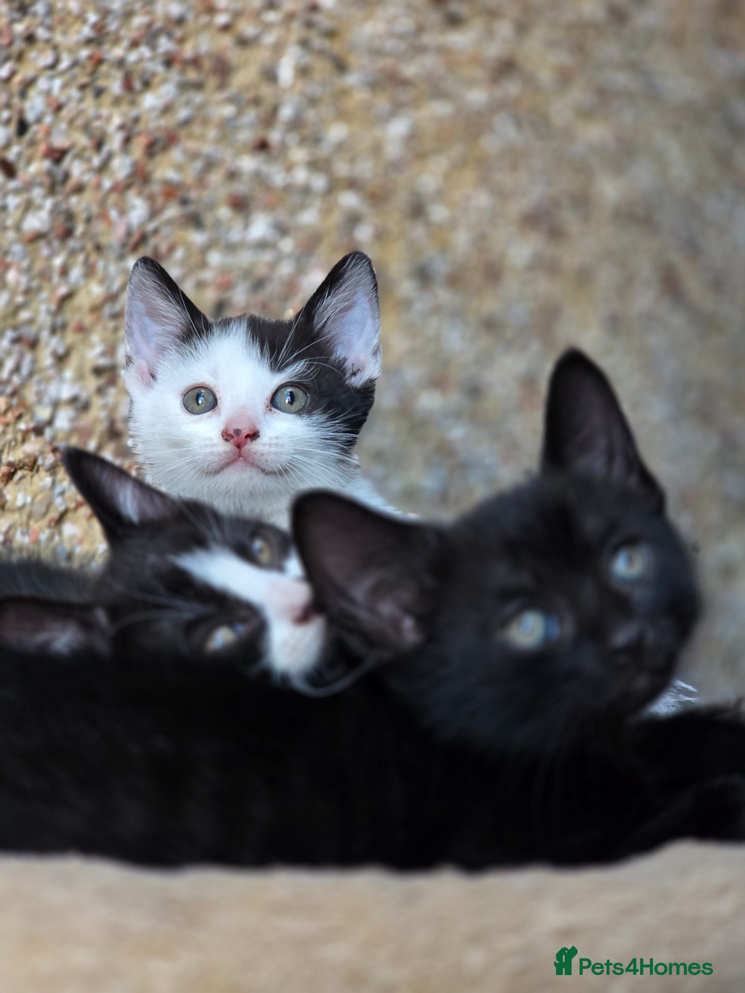 Mixed Breed cats Mixed breed kittens - Advert 4