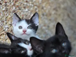 Mixed Breed cats Mixed breed kittens - Advert 4