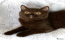 British Shorthair cats for sale: Chunky Champion line kittens TICA reg.  in Cannock - Image 24
