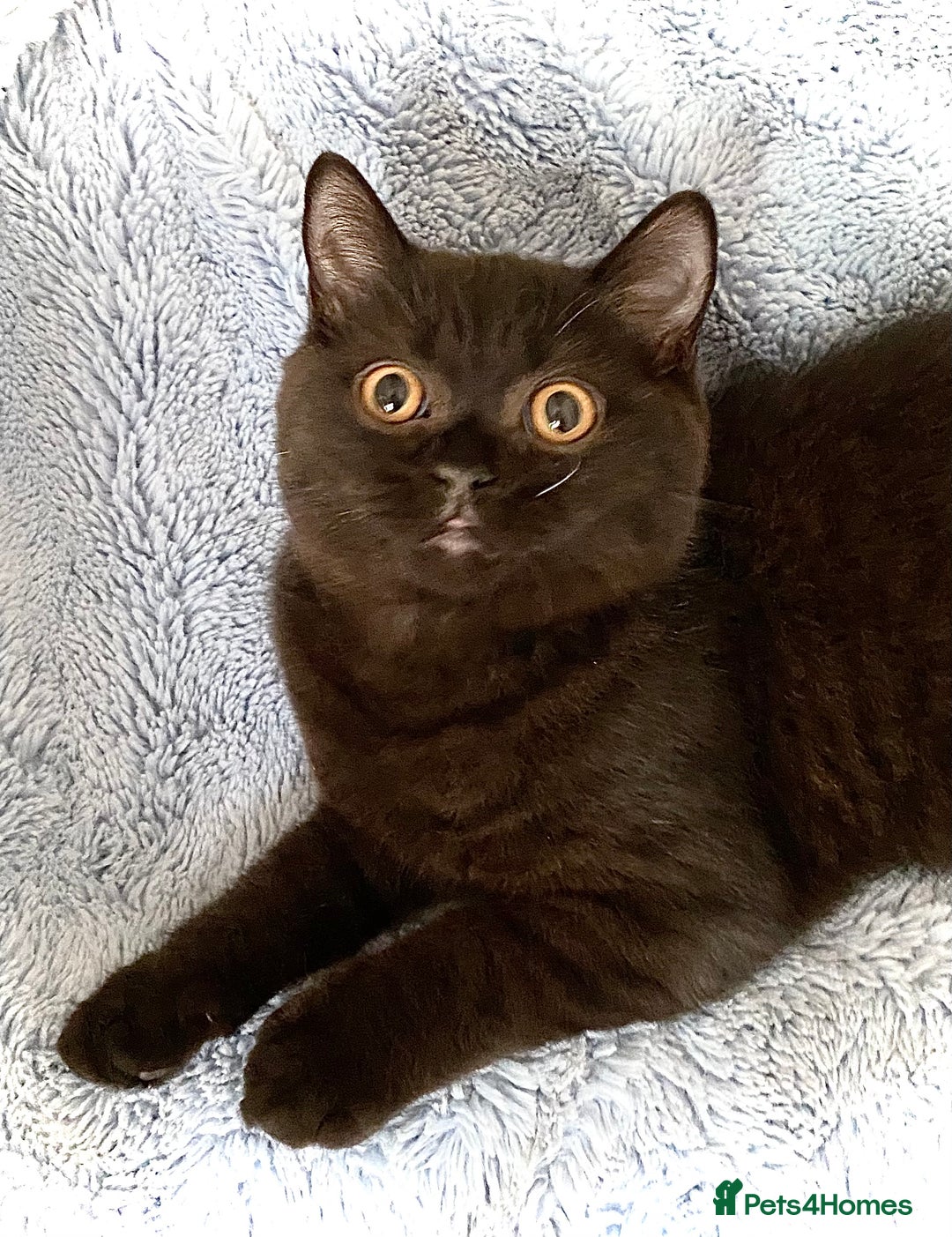 British Shorthair cats for sale: Chunky Champion line kittens TICA reg.  in Cannock - Image 24