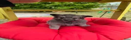 Pomeranian dogs for sale:  April fools Pomeranian puppies - Advert 10