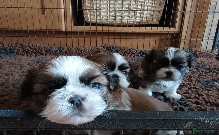 Shih Tzu dogs - Advert 2