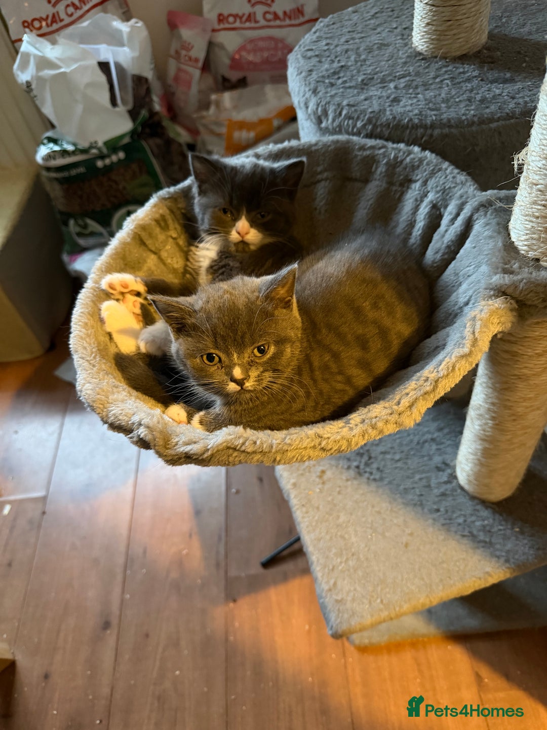 British Shorthair cats for sale: Two beautiful bi colour girls ready for new homes  - Advert 7