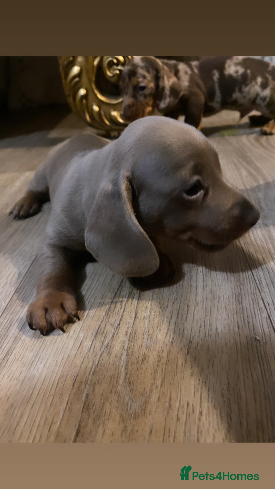 Dachshund dogs for sale: Gorgeous Dachshunds available  - Advert 12
