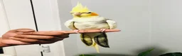 Cockatiels birds for sale: Beautiful hand tamed cockatiel for sale. - Advert 4