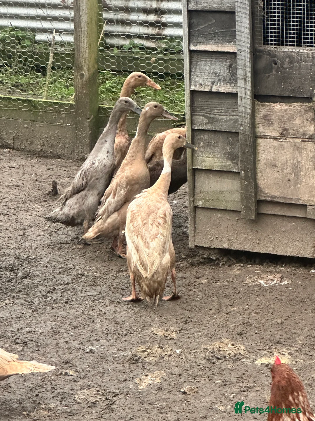 Ducks poultry for sale: Indian runner female ducks  - Advert 2