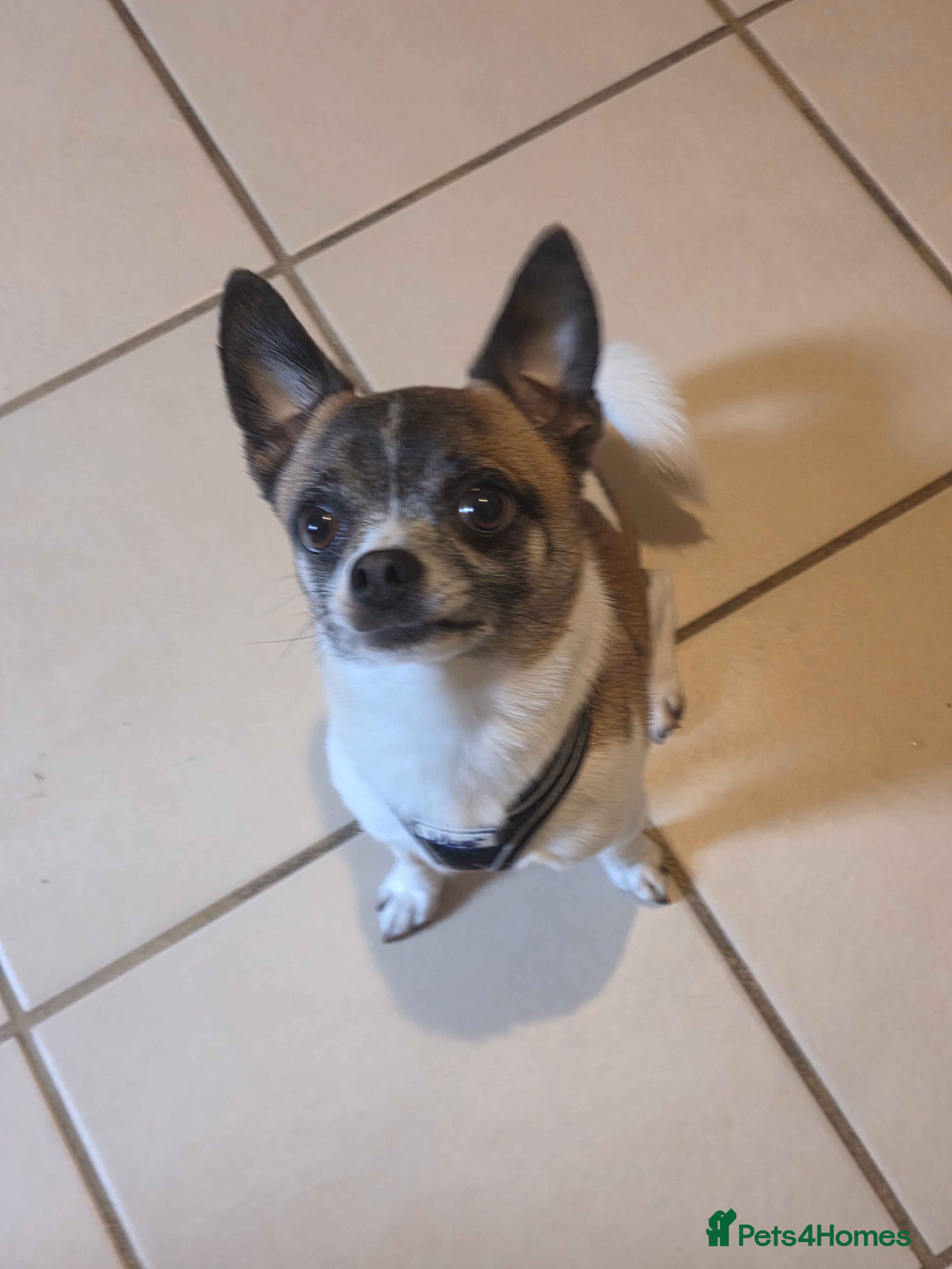 Mixed Breed dogs In need of a good home  - Advert 5