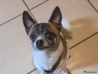 Mixed Breed dogs In need of a good home - Advert 5