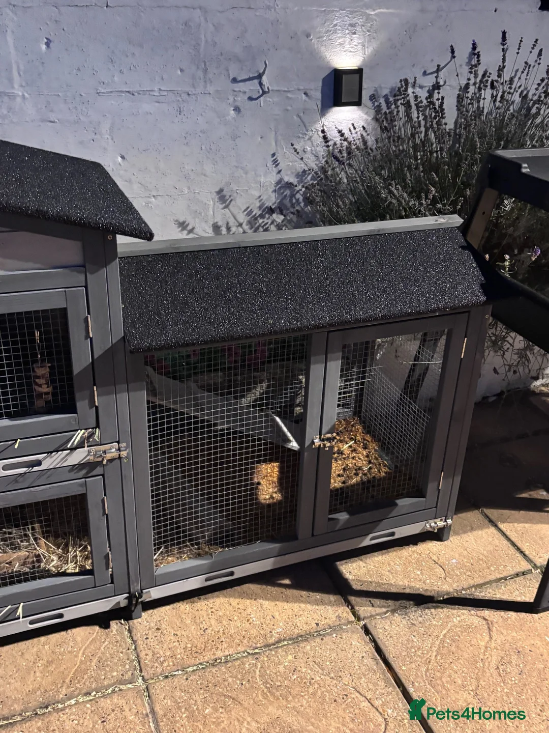 Mixed Breed rabbits for sale: Male and Female Mini Rex/Lion Head Rabbits in Rochester - Advert 10