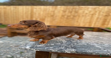 Miniature Dachshund dogs in Kidderminster - Advert 6