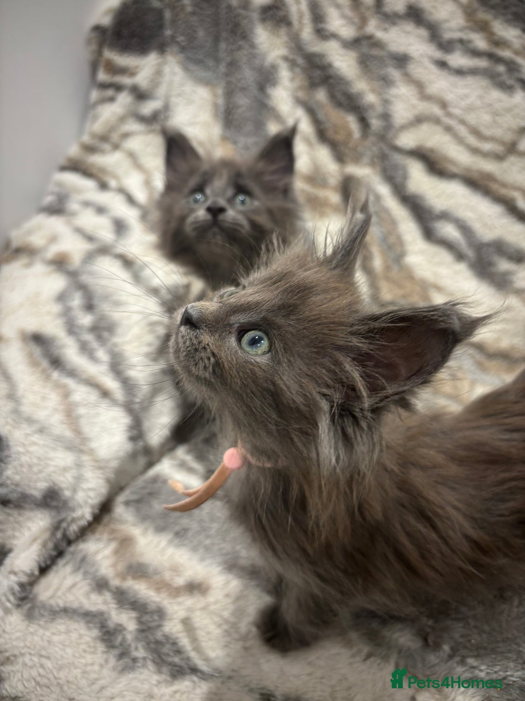 Maine Coon cats for sale: GCCF-Registered Maine Coon Kittens - Advert 22