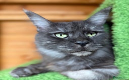 Maine Coon cats for sale: ANDERPRIDE HAVE KITTENS DUE - WAITING LIST OPEN  - Image 4