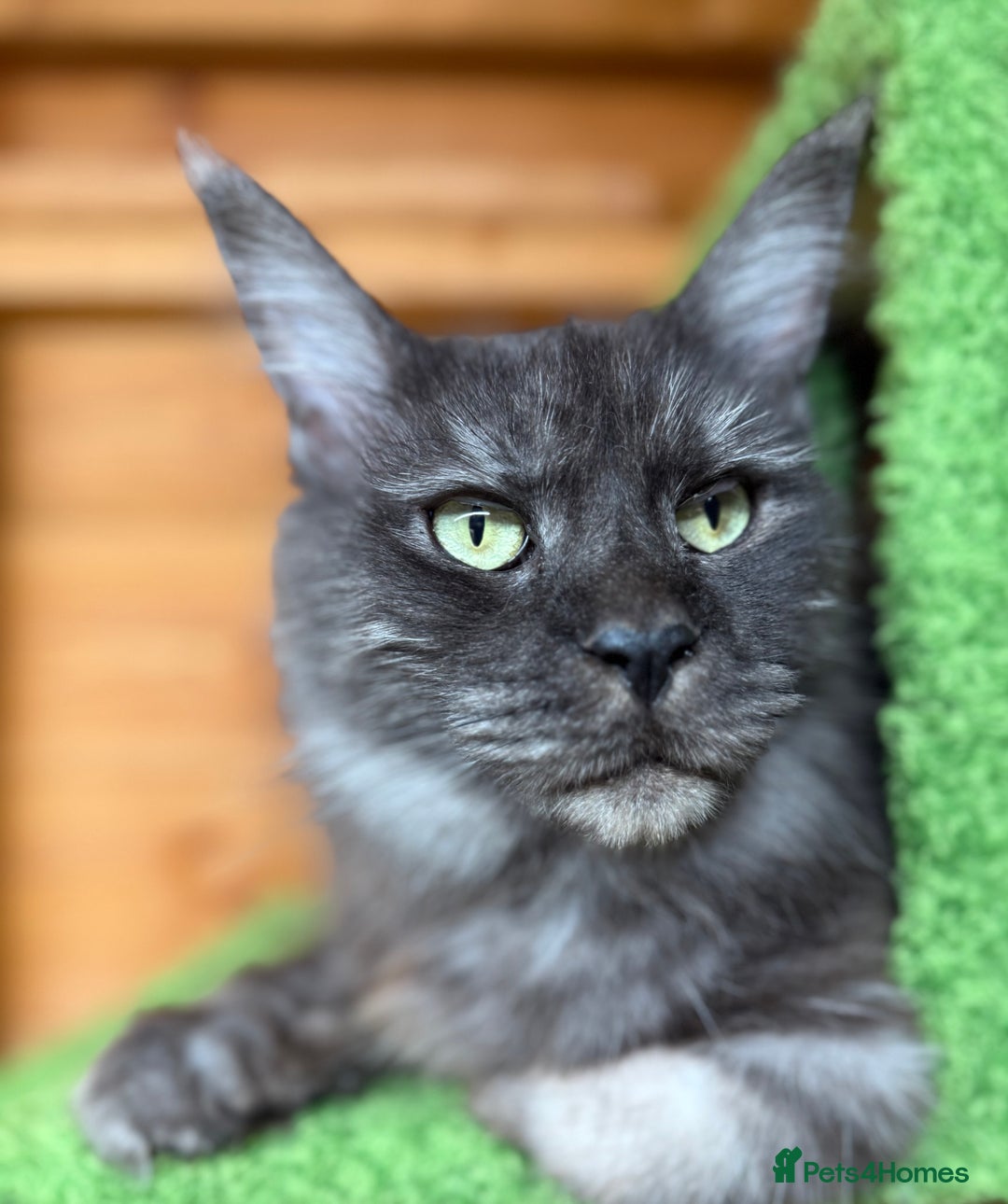Maine Coon cats for sale: ANDERPRIDE HAVE KITTENS DUE - WAITING LIST OPEN  - Image 4